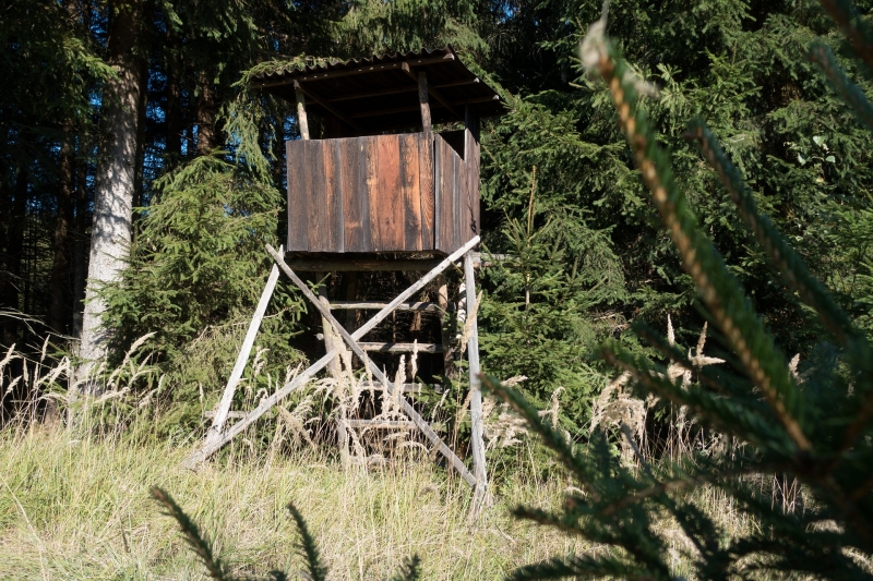 Jagdverpachtung und Wildschaden Gemeinde Hohenstein